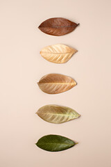 Creative layout of gradient pastel autumn leaves. Flat lay. Autumn season concept.