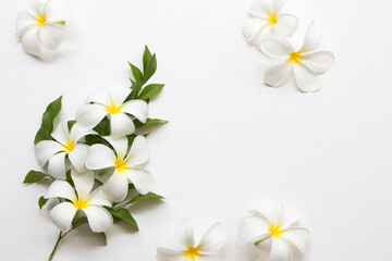 white flowers frangipani aroma flora local of asia arrangement flat lay postcard style on background white wooden