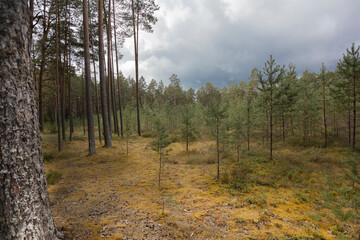 Pine forest landscape on a cloudy day. Baltic nature. Estonia