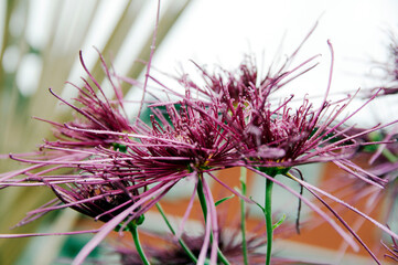 Lahr, »Chrysanthema«: Blumenfestival von Mitte Oktober bis Anfang November: Slogan: »Die Stadt,...