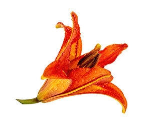 Fototapeta premium orange lily white, isolate