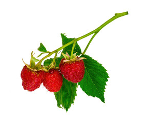 raspberries on a twig, isolate, berries