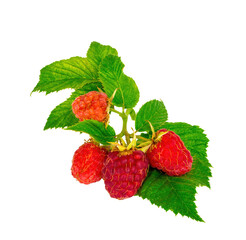 raspberries on a twig, isolate, berries