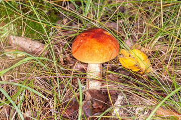 red capped scaber stalk