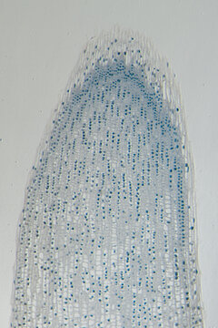 broad bean cells vicia faba root tip