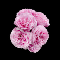Pink rose flowers arrangement isolated on white background