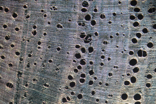 stem cork cells