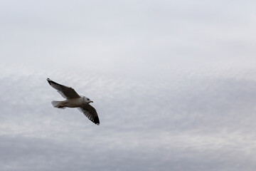 seagull in the sky