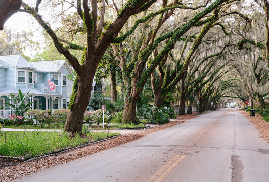 Live Oaks in Saint Augustine, Florida