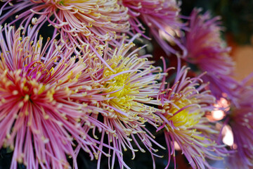 Lahr, »Chrysanthema«: Blumenfestival von Mitte Oktober bis Anfang November: Slogan: »Die Stadt,...