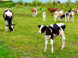 Naklejka na ściany i meble White and black calf in a herd in a meadow