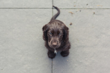 Brown English cocker spaniel puppy sitting on the pavement looking up