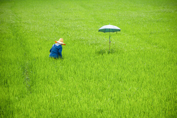 farmer in rice field