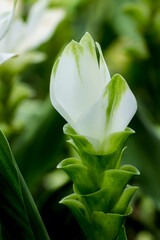 White buds Siamese flowers,Kracheaw flower, taken at close range, behind a green leaf.