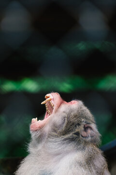 Japanese Macaque in a Zoo, Screaming