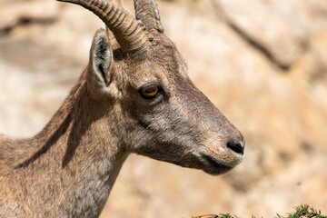 close up ibex portrayed in nature