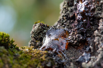Closeup view on a resin flowing from the tree trunk. Bleeding tree. Selective focus on damaged bark.