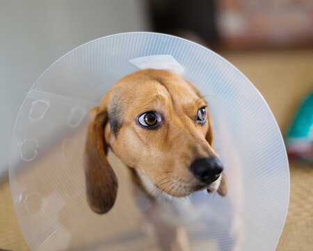 Close-up of upset bloodhound dog wearing E-collar