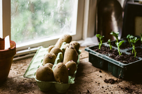 Seedlings and seed potatoes