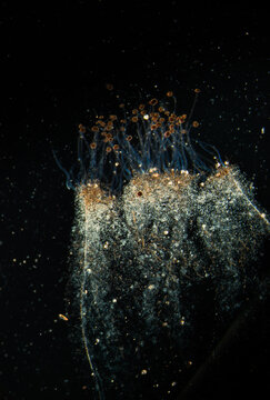 Aspergillus fungus