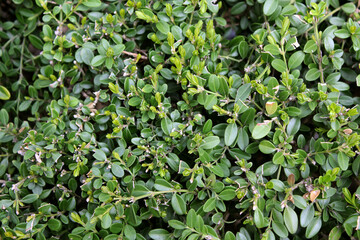 Fototapeta premium close up green leaves background