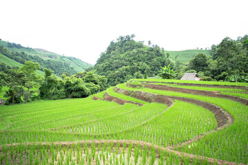 Rice Terraces In The North of Thailand
