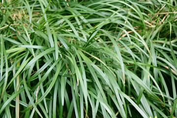 green long leaves background