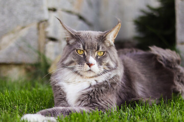kot maine coon © Jarek W