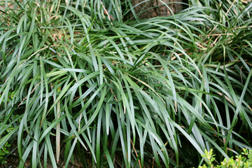 green long leaves background