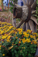 Lahr, »Chrysanthema«: Blumenfestival von Mitte Oktober bis Anfang November: Slogan: »Die Stadt, die im Herbst blüht.« Eine Auswahl an Arrangements und Dekorationen zwischen den Jahren 2010 bis 2019..