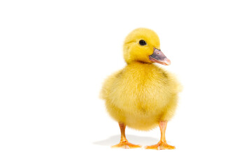 NewBorn little Cute yellow duckling isolated on white.