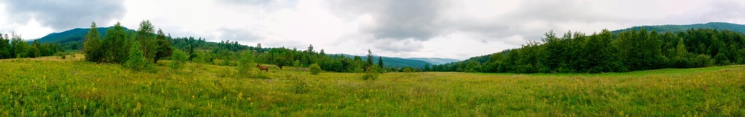 Fototapeta na wymiar Wonderful panorama of the mountains. Horses on a mountain meadow. Summer panorama landscape in the mountains. Ukraine, Carpathians. Beautiful nature villages. Picture of wildlife