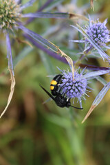 Scolia hirta on blue sea Holly. Black and yellow wasp collecting nectar on a Eryngium amethystinum flower