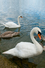 Fototapeta premium white swans group on the lake swim well under the bright sun