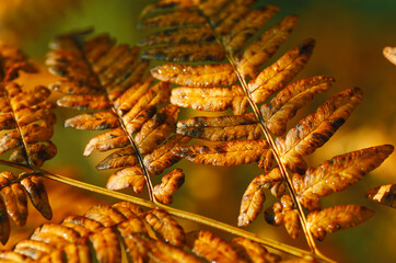 yellow fern leaves