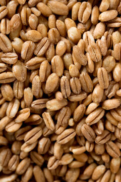 Closeup of Raw Farro