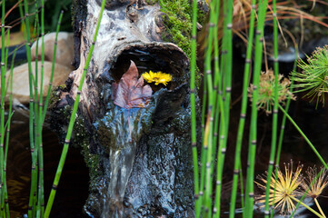 Lahr, »Chrysanthema«: Blumenfestival von Mitte Oktober bis Anfang November: Slogan: »Die Stadt, die im Herbst blüht.« Eine Auswahl an Arrangements und Dekorationen zwischen den Jahren 2010 bis 2019..