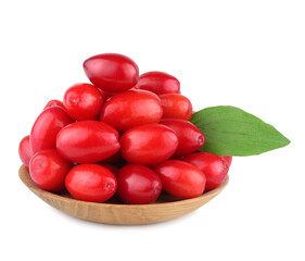 The fruits of dogwood isolated on white background