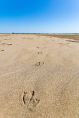 Empreinte d'oiseaux sur la plage de l'Espiguette (Occitanie, France)