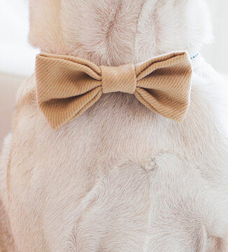 Dog wearing bow tie close up