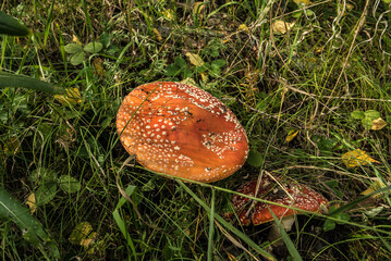 mushroom red fly agaric Amanita muscaria in natural environment in the forest in the grass