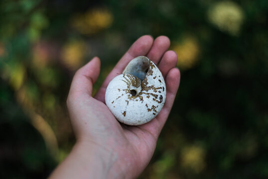 Close Up Of Person Holding A Shell