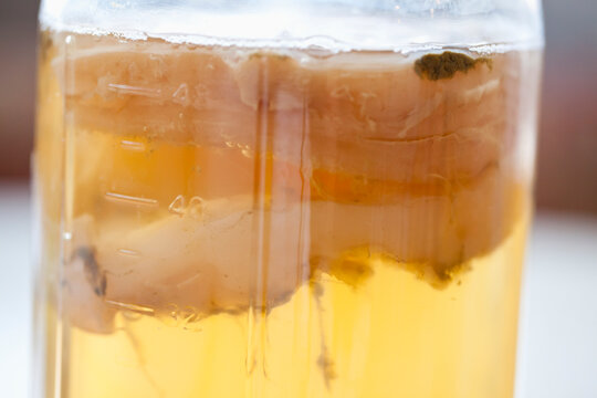 Brew Your Own Kombucha