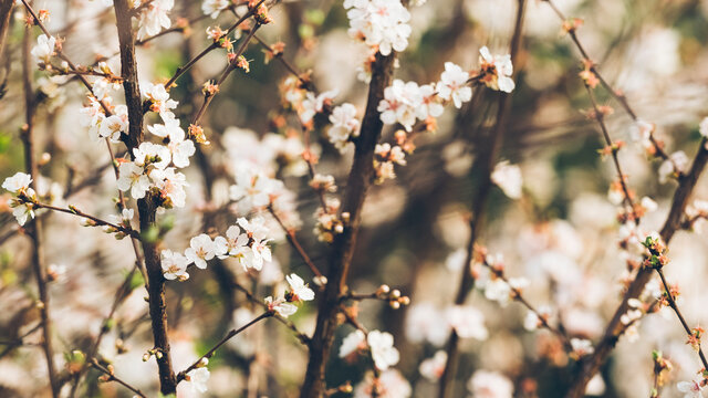 Peach blossom