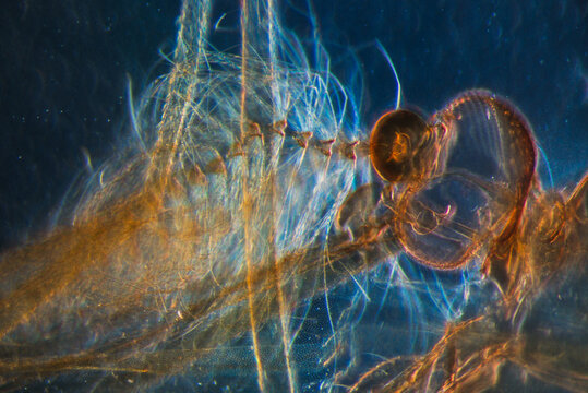Male mosquito head