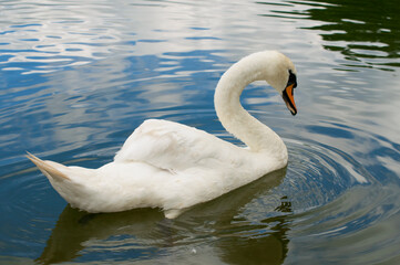 A white majestic swan floats in front of a wave of water. Young swan in the middle of the water. Drops on a wet head.