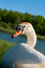 A white majestic swan floats in front of a wave of water. Young swan in the middle of the water. Drops on a wet head.
