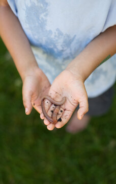 young boy holds an earthworm in his hands