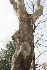 wood texture of a big tree