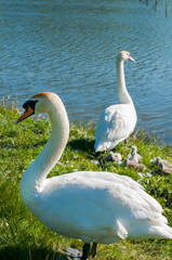 pair of swans with little swans